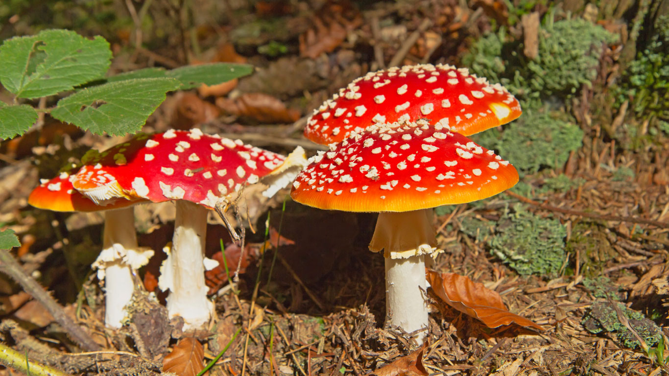glückssymbole fliegenpilz glückssymbole fliegenpilz