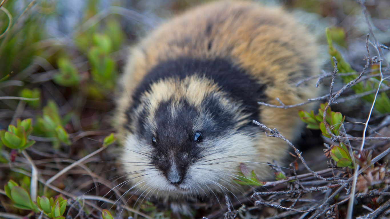 Lemming