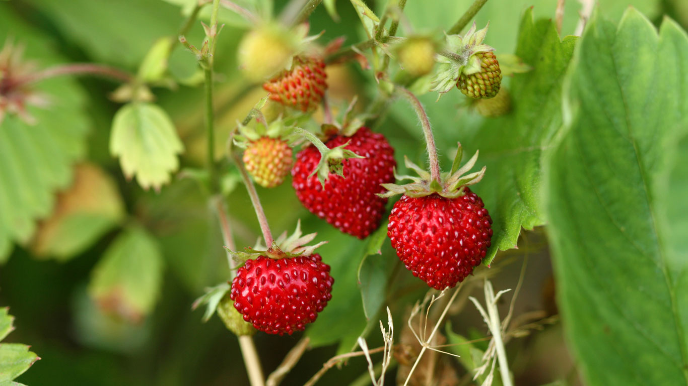 Walderdbeeren
