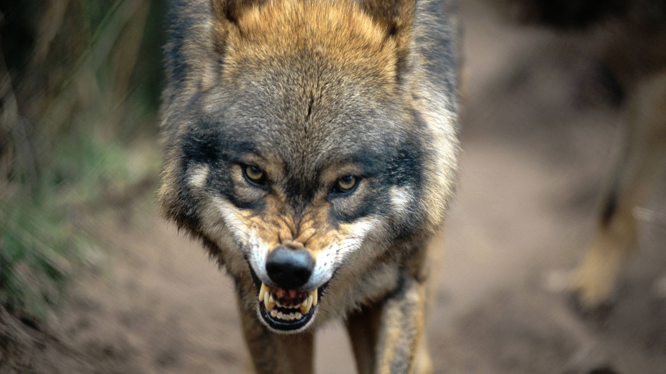 Merkwürdigerweise wiesen die Opfer nun nicht nur Bisswunden auf - ihnen war auch die Kehle durchgeschnitten worden. Trieb hier also ein Serienmörder sein Unwesen, der gemeinsam mit einem Raubtier auf die Jagd ging? Nach dreijährigem Morden soll die Bestie endlich erlegt worden sein. Wissenschaftler glauben heute, dass es sich um einen Mischling aus Wolf und Dogge handelte - was auch die enorme Kraft und Aggressivität des Tieres erklären würde. Endgültig geklärt wurde das Rätsel um die Bestie von Gévaudan aber nie.