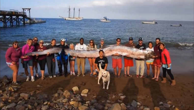 In der Tiefsee leben so genannte Riemenfische (Bild), die bis zu siebzehn Meter lang werden können und tatsächlich auch eine Art Mähne besitzen. Dieses Exemplar, wurde 2013 vor der Küste Kaliforniens entdeckt. Möglicherweise stecken diese Tiere hinter der Geschichte der Riesenschlange. Auch der Basilosaurus, eine vor rund 35 Millionen Jahren ausgestorbene Walart, ähnelt dem beschriebenen Ungeheuer. Dieser besaß kein Blasloch, so dass er zwangsläufig immer wieder an der Meeresoberfläche erscheinen musste. Ob er aber über einen derart langen Zeitraum unbemerkt überleben konnte, ist fraglich.