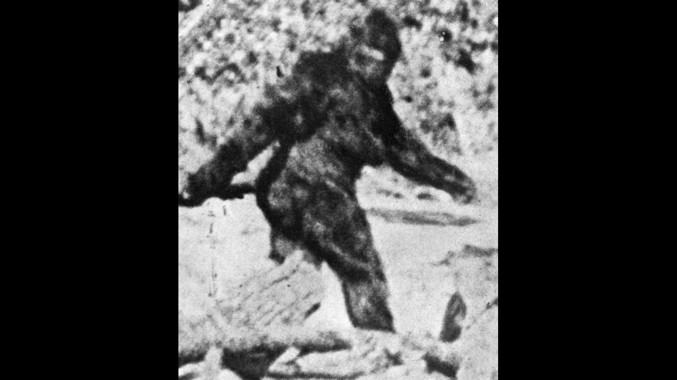 Gäbe es ein solches Wesen in den Rocky Mountains tatsächlich, so könnte es, glauben manche, ein Nachfahre des Menschenaffen Gigantopithecus sein. Wahrscheinlicher ist allerdings, dass es sich um einen Bären handelt. Braun- oder Grizzlybären können sich auf zwei Beinen fortbewegen - im Dunkel der Wälder könnte einer von ihnen wie ein unheimlicher Riesenmensch gewirkt haben.