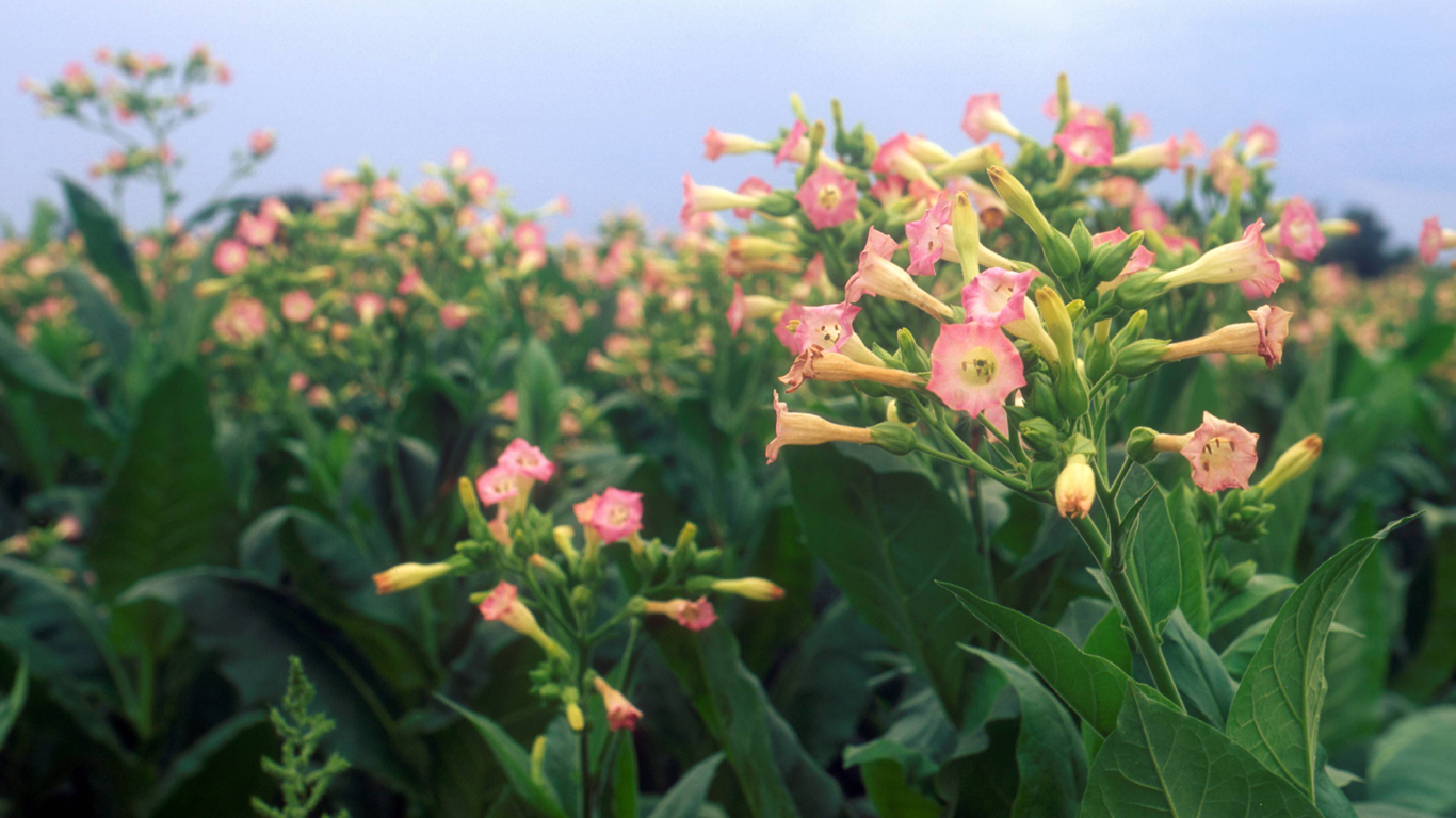 So schön aber doch so gefährlich: blühende Tabakpflanzen. Sobald die Blüte erscheint, wird diese abgeschnitten, um die Pflanzennährstoffe ausschließlich den Blättern zuzuführen.