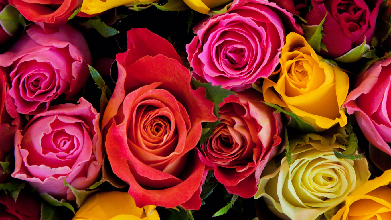Blumenpracht in kräftigem Rot: Farbe und Form sind das Lockmittel, mit dem die Rosenblüte zur Bestäubung einlädt. Haben Bienen, Hummeln und andere Insekten also ein Auge für die Schönheit der Blüten? Vor allem werden sie durch das von den Blütenblättern reflektierte UV-Licht angelockt. Wir Menschen lieben Blumen in allen Variationen – und ihre vergängliche Schönheit endet allzu häufig mit dem Tod in der Vase.