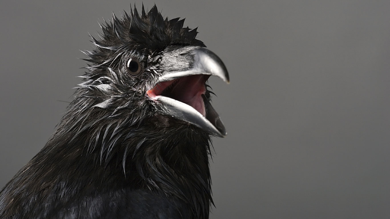 Aus unscheinbaren, krähenartigen Vögeln, den Corvidae (Krähenartige), entwickelten sich in den letzten 20 Millionen Jahren die Topmodels der Vogelwelt: In ihrer Heimat Neuguinea galten sie lange Zeit als gefiederte Götterboten. Seit jeher waren ihre prächtigen Federn begehrtes Statussymbol. Von den Ureinwohnern Neuguineas wurden sie wegen der Federn gejagt, die als Schmuck und sogar als Zahlungsmittel verwendet wurden.