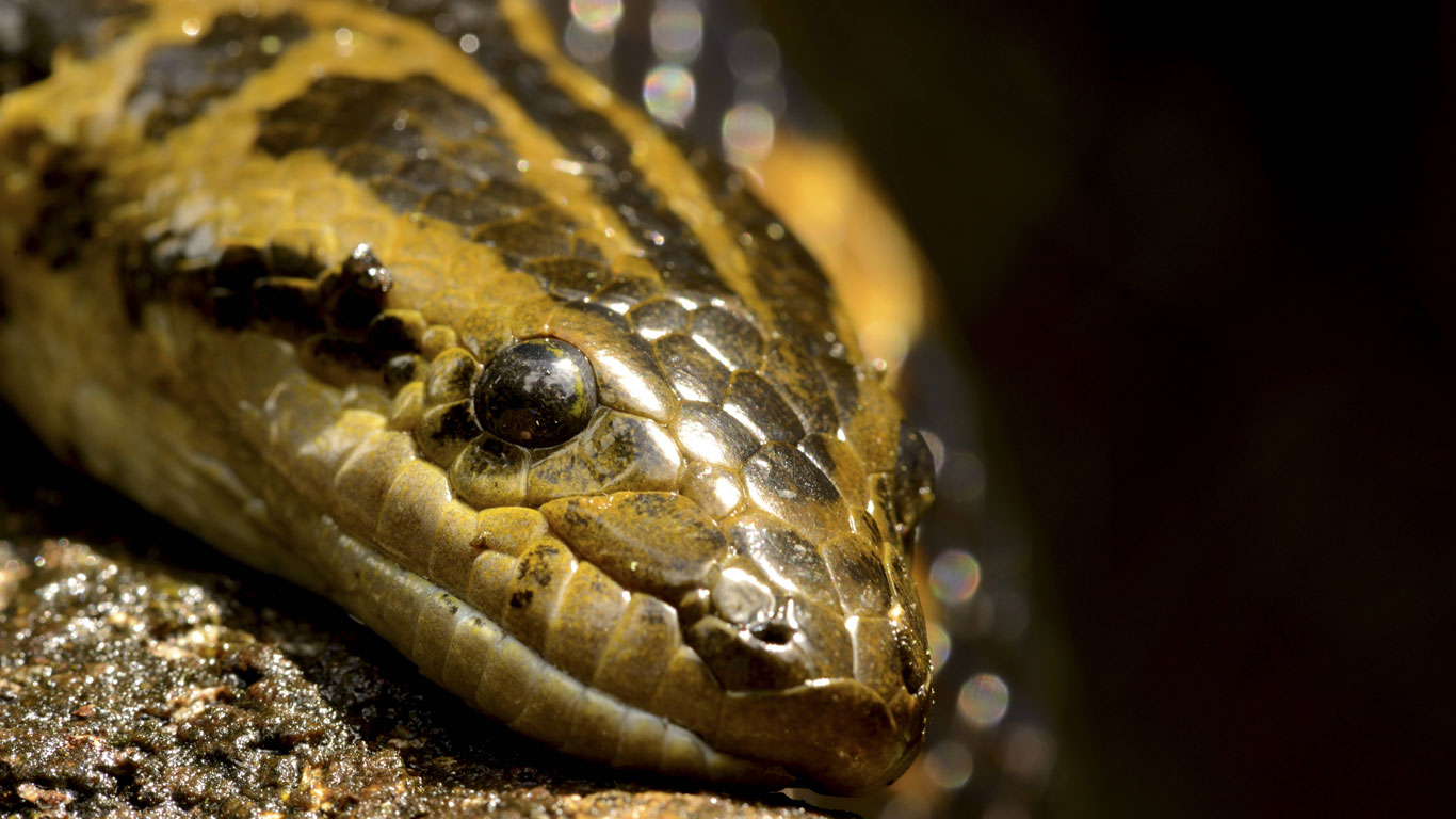 Anaconda
