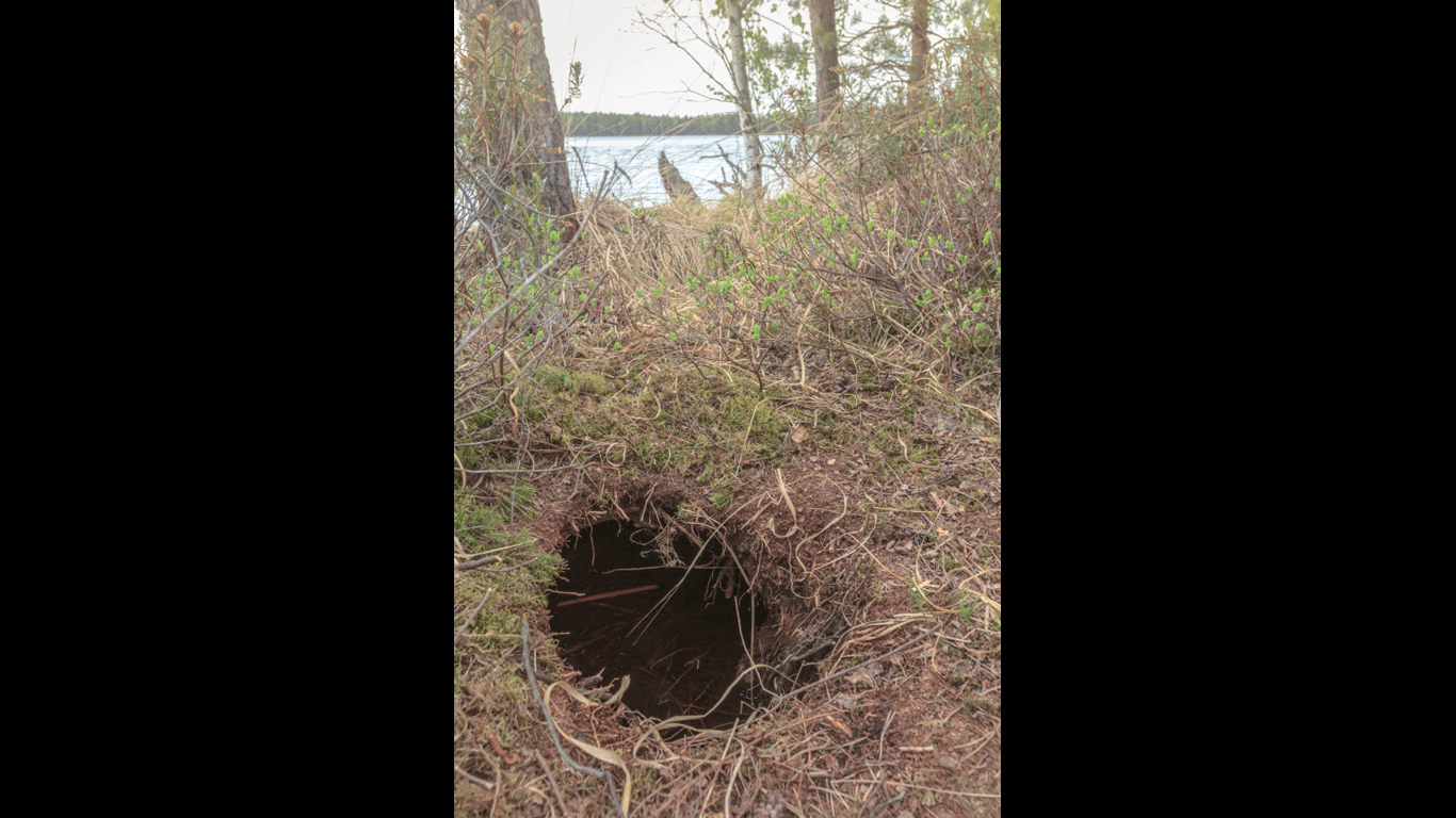 Auch ihren Wohnraum errichten Biber im Wasser. Direkt am Ufer buddeln sie im Alter von ein bis drei Jahren mit ihrem Partner einen Biberbau. Dafür graben sie – unter Wasser beginnend - lange Erdröhren. Die schlauchartigen Tunnel münden in einem größeren Wohnkessel. Dieser Kessel befindet sich stets über dem Wasserspiegel, ist aber immer unterirdisch. So können sich Biber in dem nassen Bereich der Erdröhre waschen und im trockenen Teil schlafen und ihren Nachwuchs aufziehen.