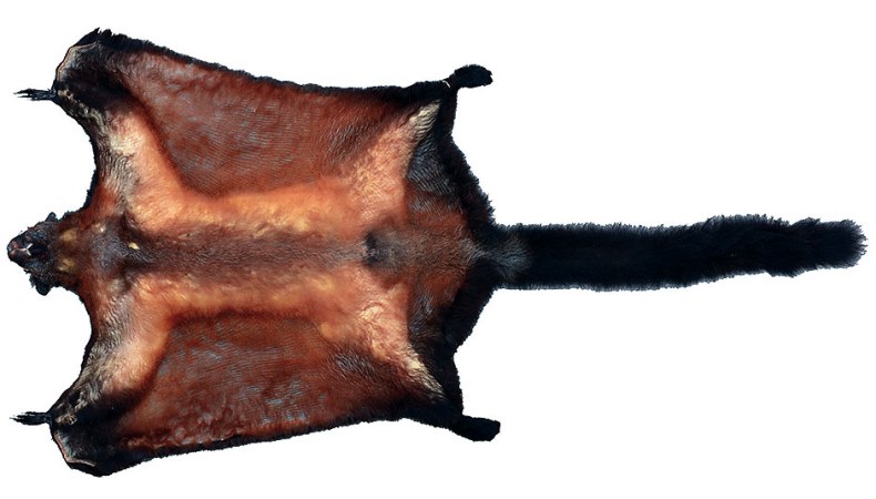 Hörnchen vom Fleischmarkt
