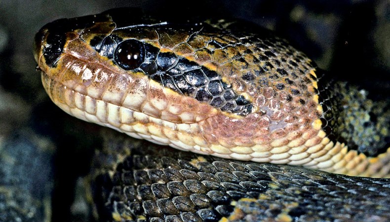 Nachtjäger mit Zorromaske