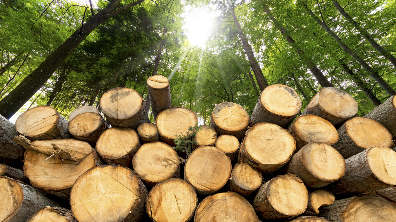 Holzstämme