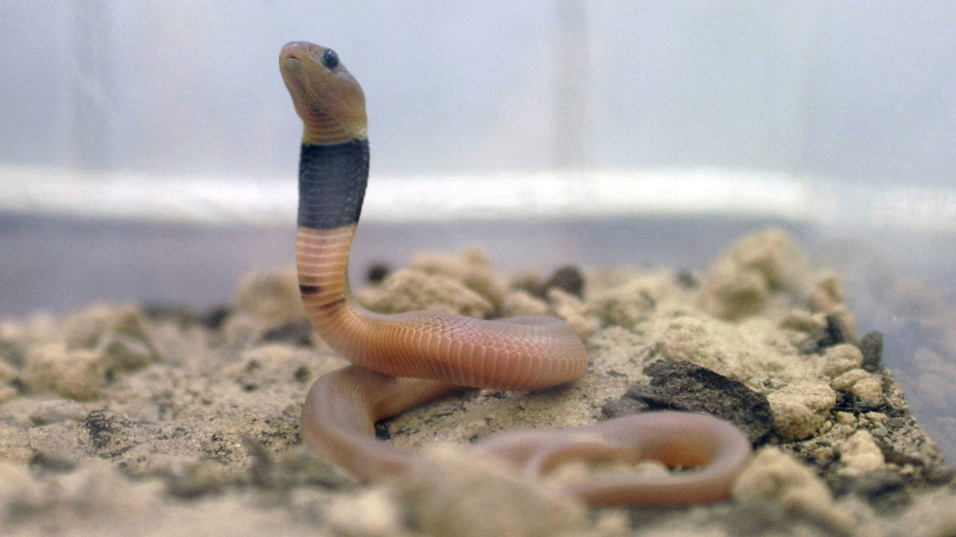 Hekupender asiatischer Sex