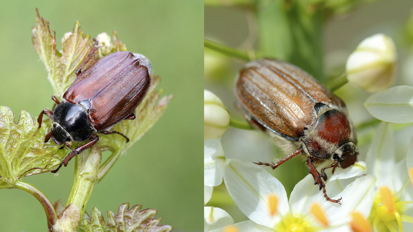 Die beiden Unterarten Feld- und Waldmaikäfer sind in Europa weit verbreitet. Der Feldmaikäfer (links) ist überwiegend in Mitteleuropa, aber auch in Teilen Süd-, Nord- und Osteuropas beheimatet. Der Lebensraum des Waldmaikäfers (rechts) reicht bis Zentral- und Ostasien.
