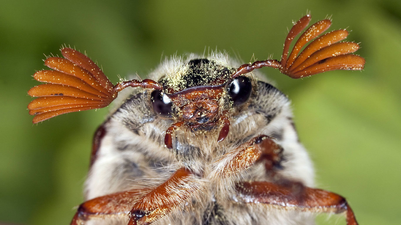 Maikäfer-Männchen haben große, siebenteilige Fächerfühler, auf denen sich bis zu 50.000 Geruchssensoren befinden. Die Weibchen verfügen über sechs Fühlerplättchen, mit nur rund 8.000 Sensoren. Ihre Vorderbeine sind zu Grabwerkzeugen umgewandelt. Mit diesen graben sie sich ab Mitte Mai bis Mitte Juni etwa 15 bis 20 Zentimeter tief in den Boden, um ihre Eier abzulegen.