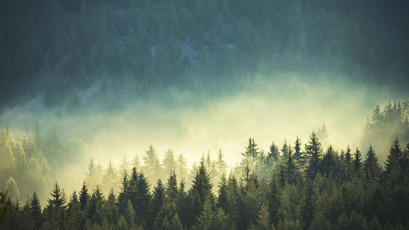 Wald