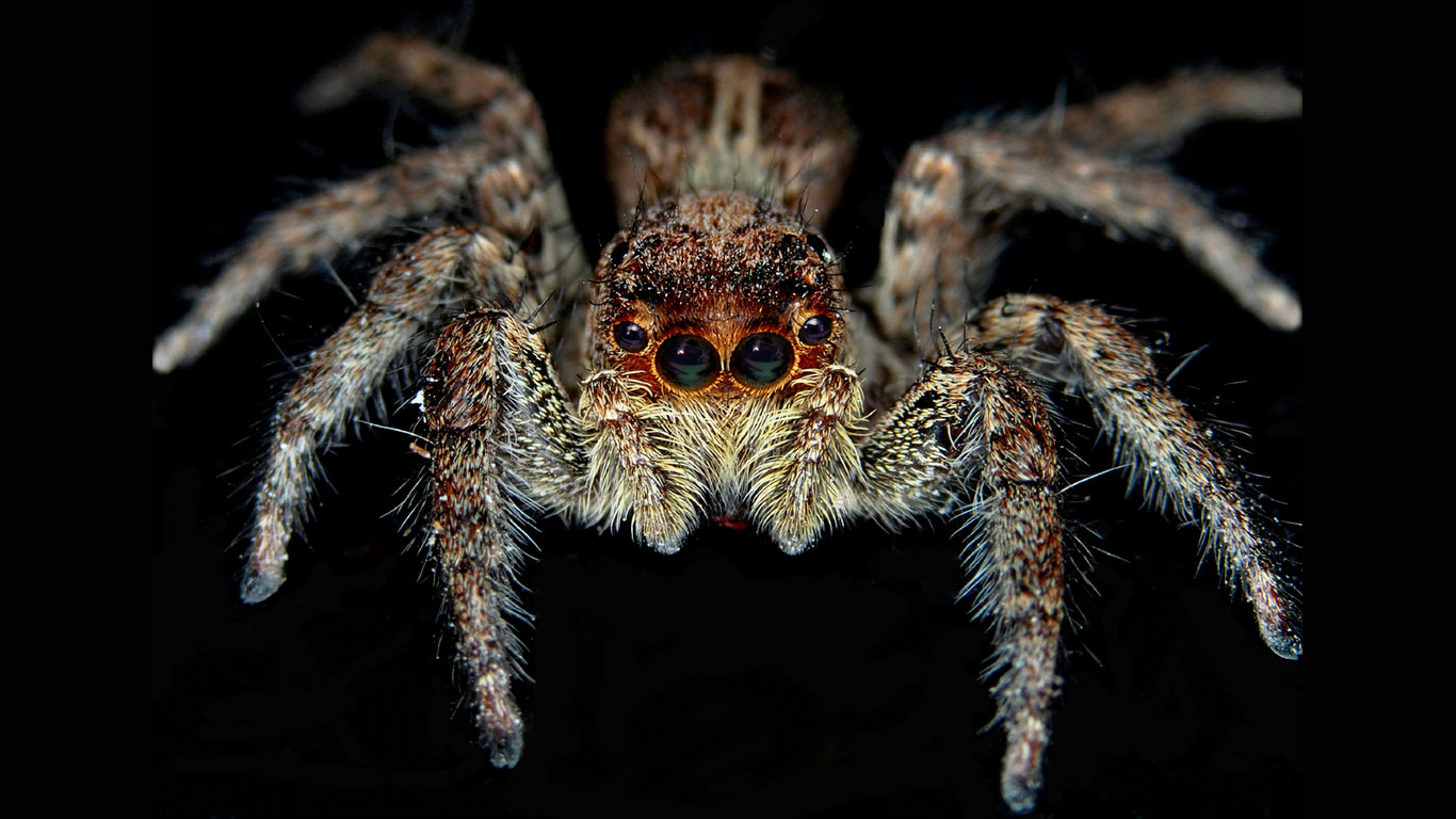 Horror auf acht Beinen: Die gruseligsten Spinnen der Welt ...