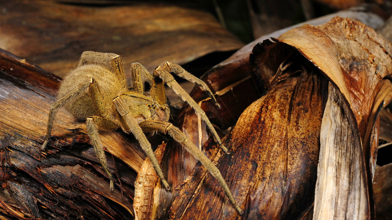 Giftigste Spinne Der Welt Biss : Giftigste spinne in deutschland | ðŸ¥‡ Warum die giftigste ... - Er lebt vorwiegend im südwesten und im nordosten des landes.