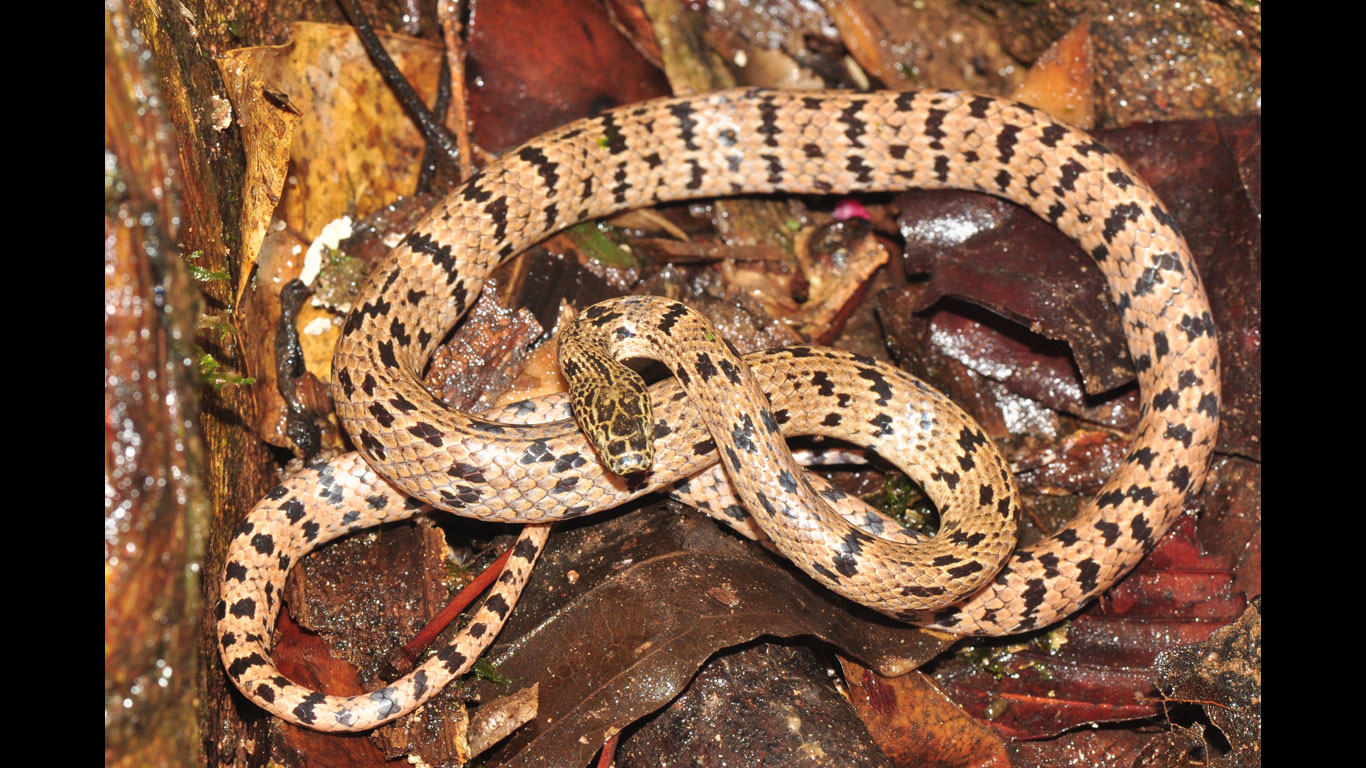 Lycodon zoosvictoriae