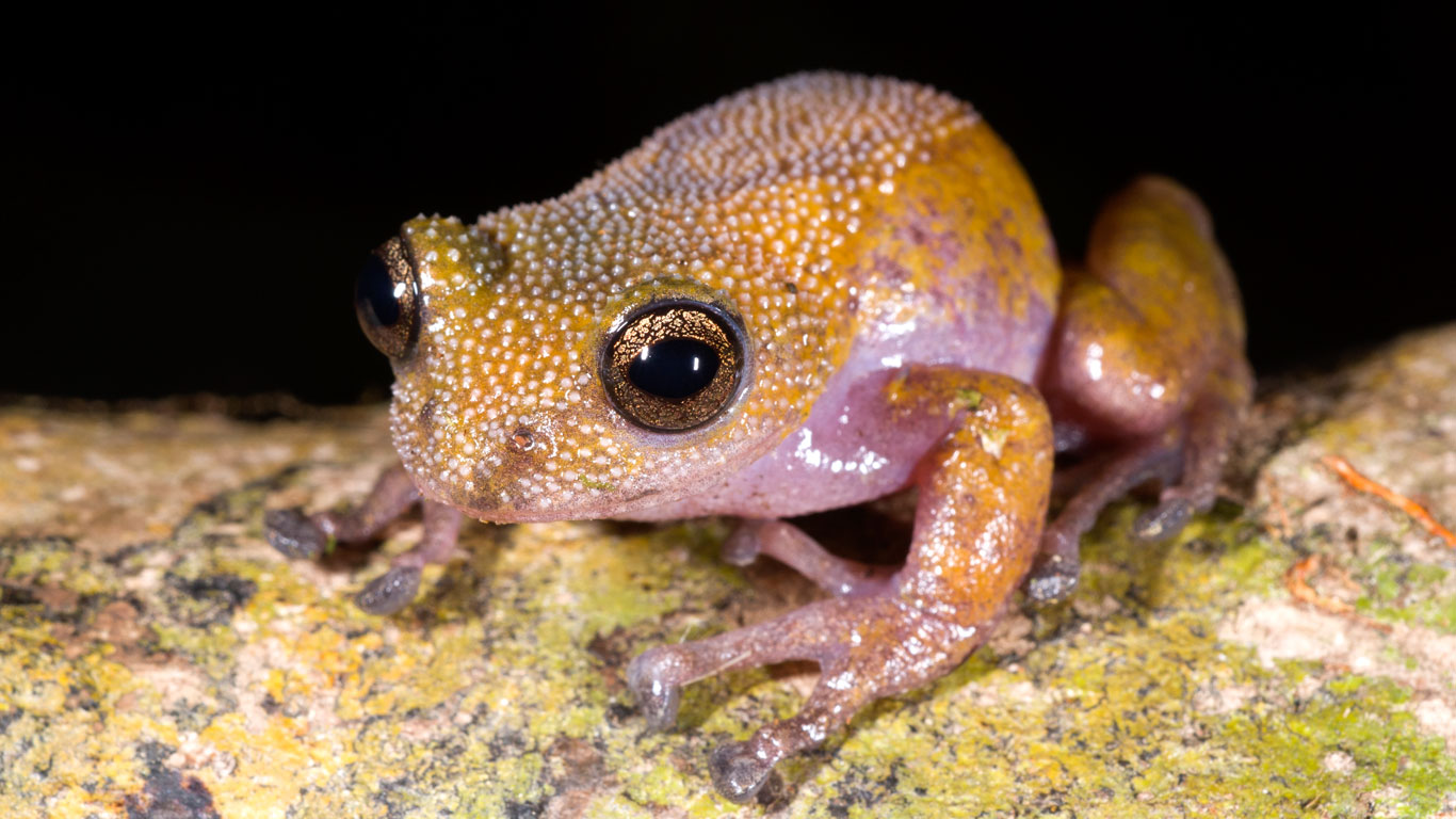 Gracixalus lumarius