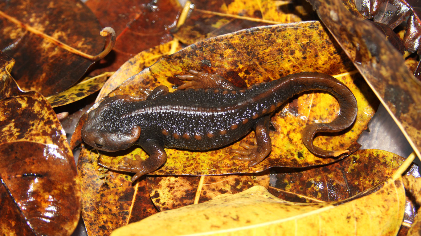 Tylototriton shanorum