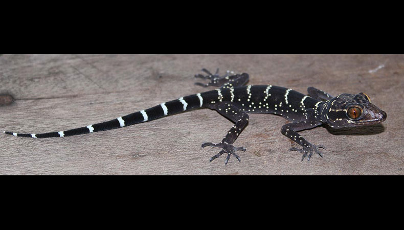Cyrtodactylus vilaphongi