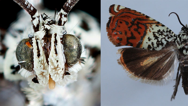 Sirindhornia Chaipattana