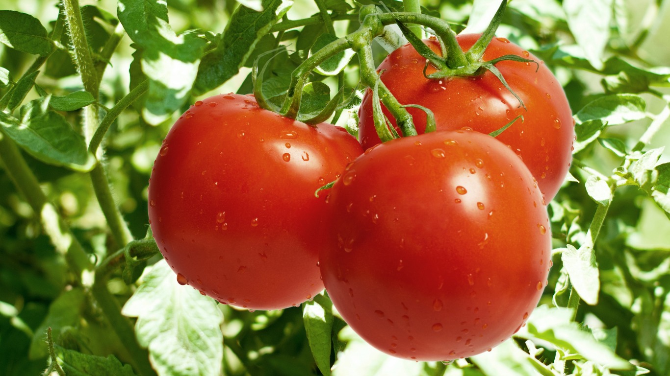 Frischer Indoor-Garten: So wird die Küche zum Gemüseparadies - Welt der