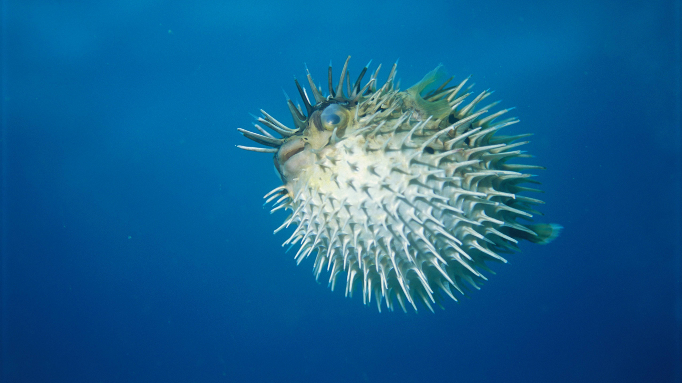 Ein Killer als Delikatesse: Die Zubereitung des Kugelfischs entscheidet über Leben und Tod. Im Muskelfleisch des Kugelfischs findet sich eines der wirksamsten Gifte der Meereswelt. Doch die Japaner lieben die „Fugu“ genannte Delikatesse. Nur ganz speziell ausgebildete Köche dürfen Kugelfische zubereiten. Vor 50 Jahren starben in Japan jährlich etwa 100 Menschen nach einem Fugu-Essen, heute sind es noch etwa drei Opfer pro Jahr.