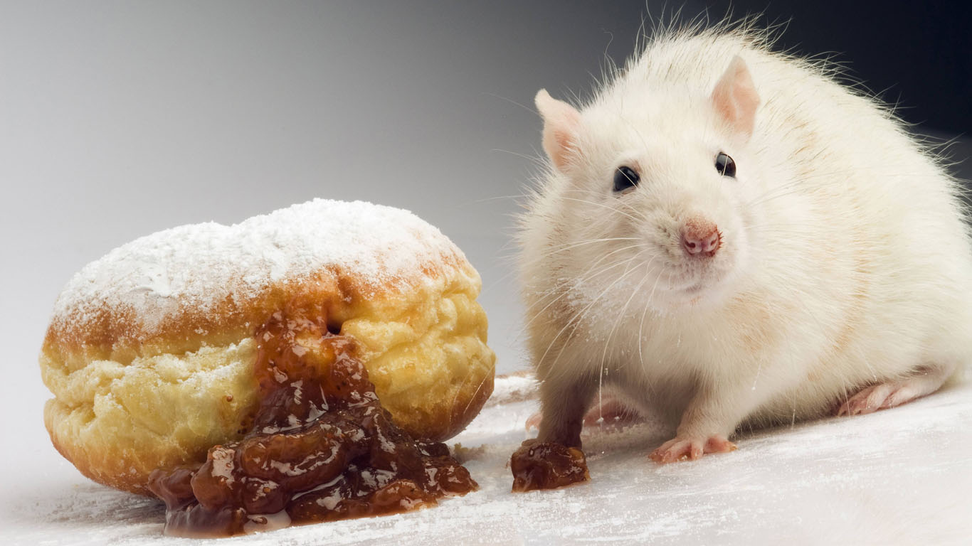 Experimente mit Ratten zeigen: Zucker macht uns zum Junkie. Die American Psychiatric Association definiert Sucht anhand von drei Säulen: Rausch, Entzug und Verlangen. Experimente mit Ratten konnten belegen: Zucker erfüllt alle drei Kriterien.