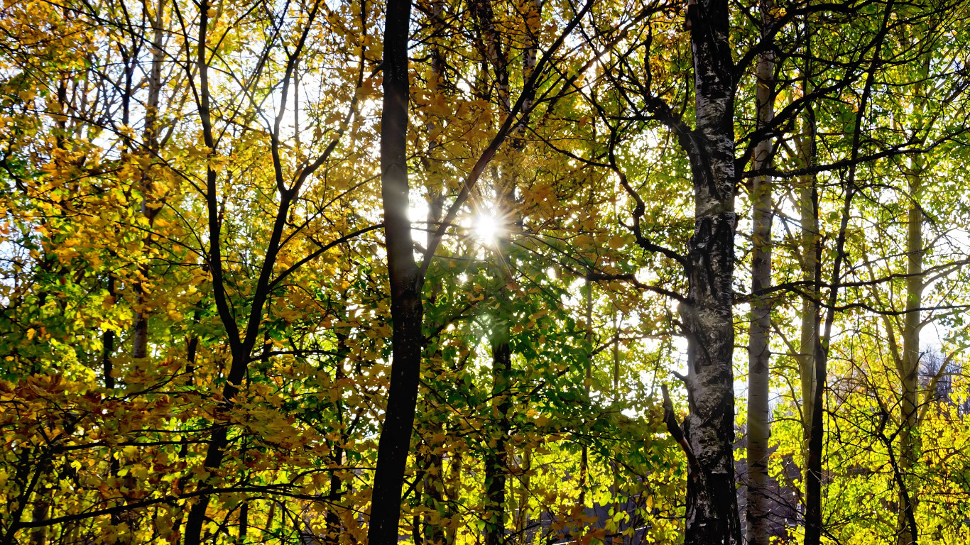 Sonnenlicht strahlt durch Blätter eines Waldes