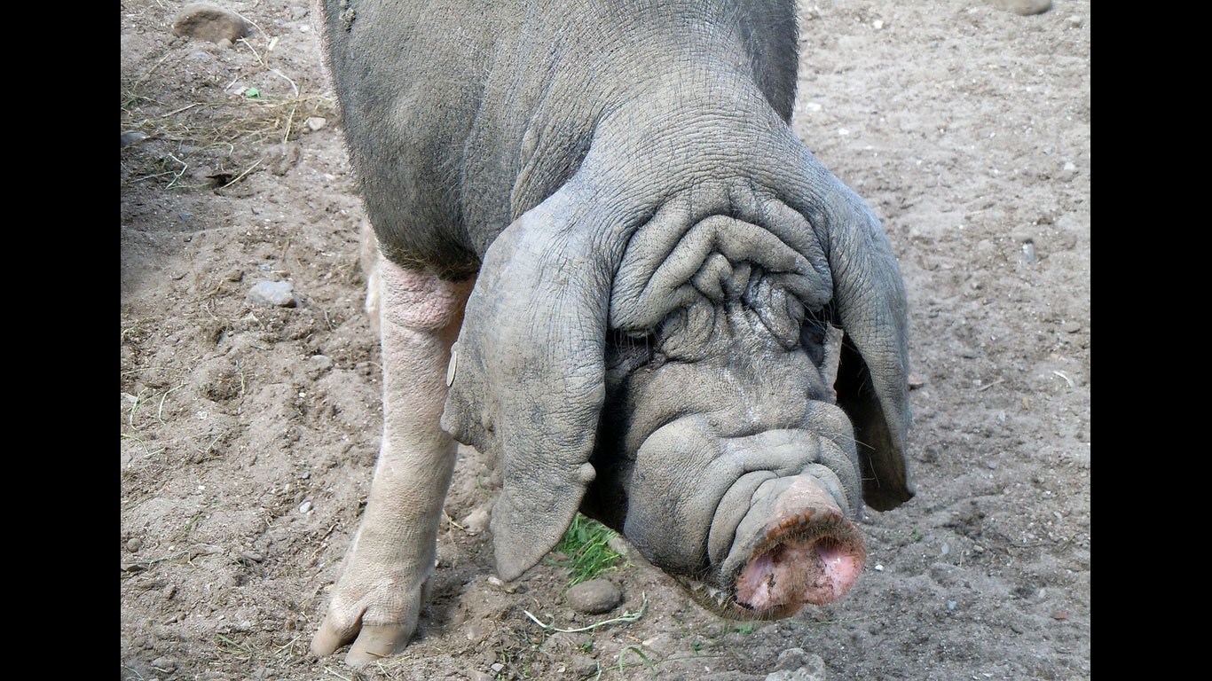 schweinegrunzen