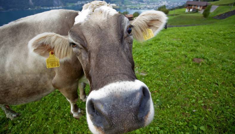 Tierschutz in der Milchproduktion